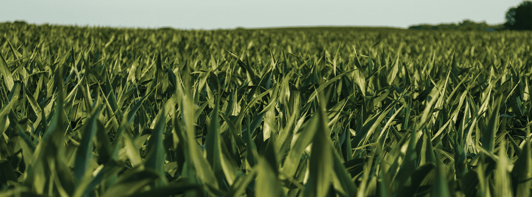 Corn Field