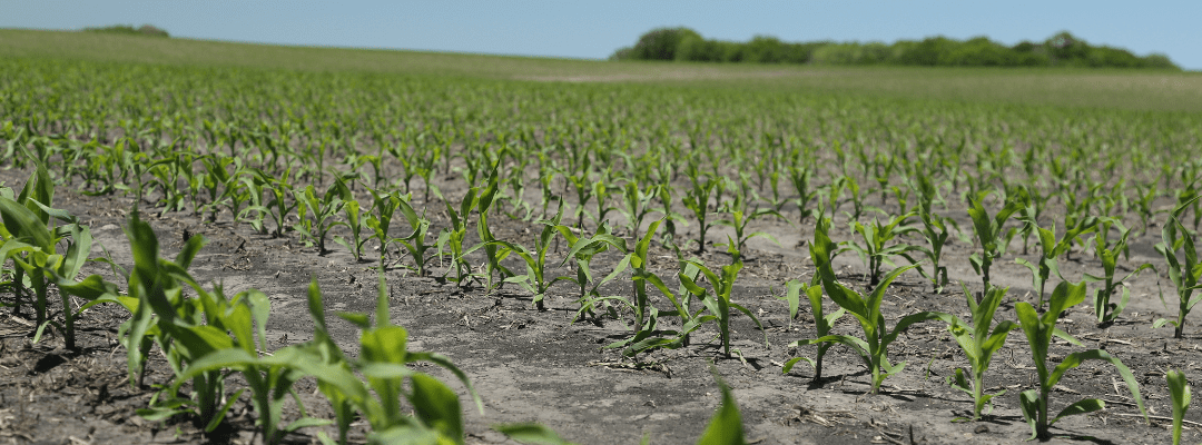 Early emergence corn in a field (Stand Count)