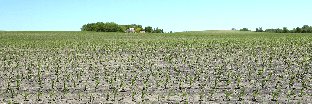 Using drone technology to capture early season emergence data, or Stand Count