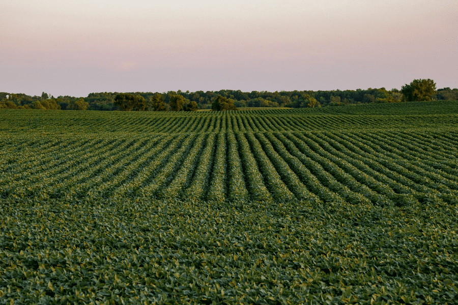 How to track crop health during the season for maximum insights