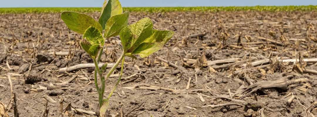 Lone soybean plant after field damage from a flood