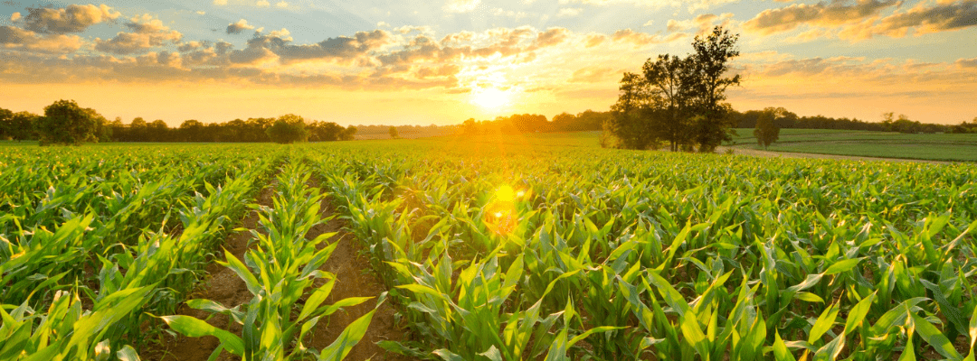 Sunset over a corn field