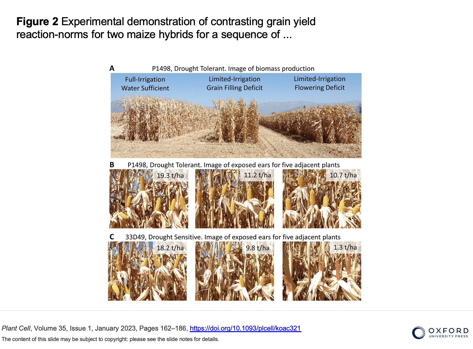 Short Stature Corns role in mitigating the impact of drought on agriculture