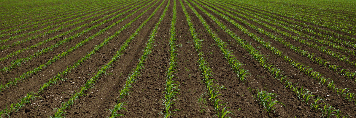 crop emergence