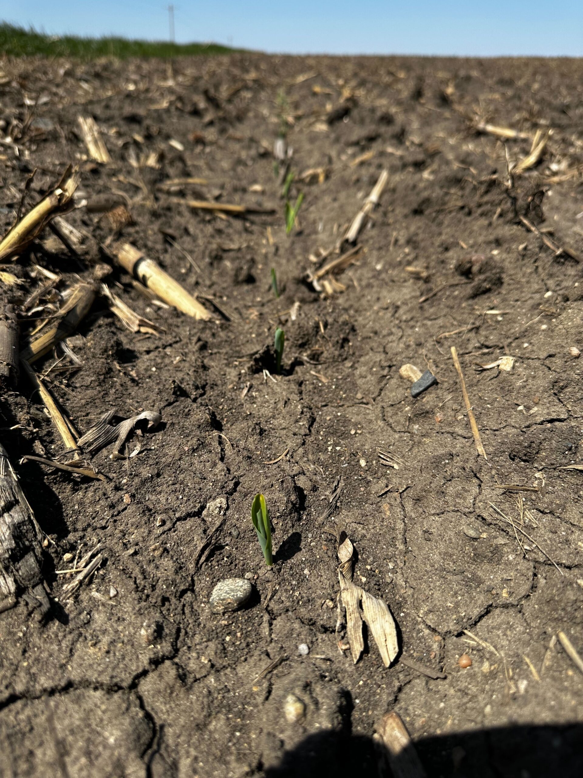 early emergence