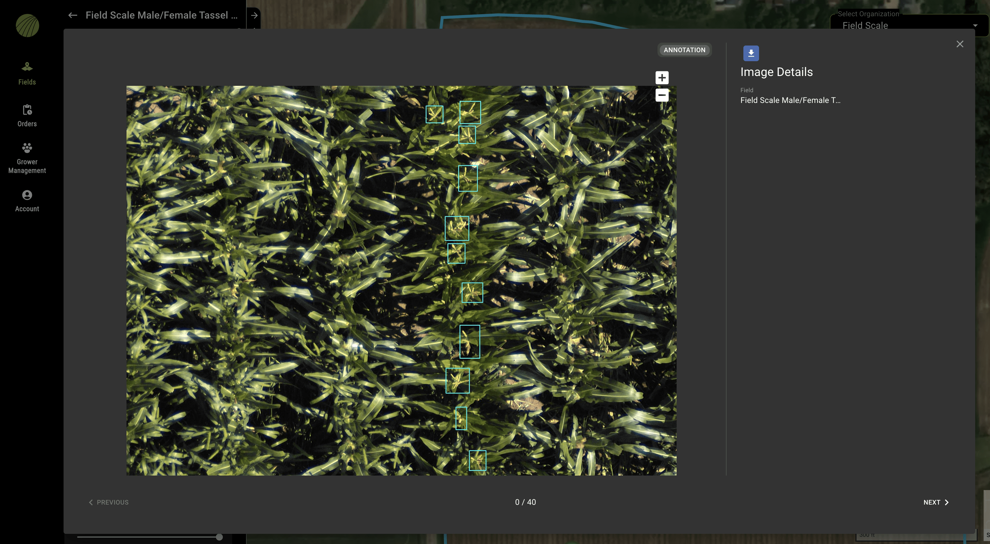m/f tassel count Hybrid Corn Seed Production 