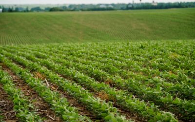 Sentera Unveils SMARTSCRIPT™ Weeds, Formerly Aerial WeedScout, with Enhanced Features for 2025